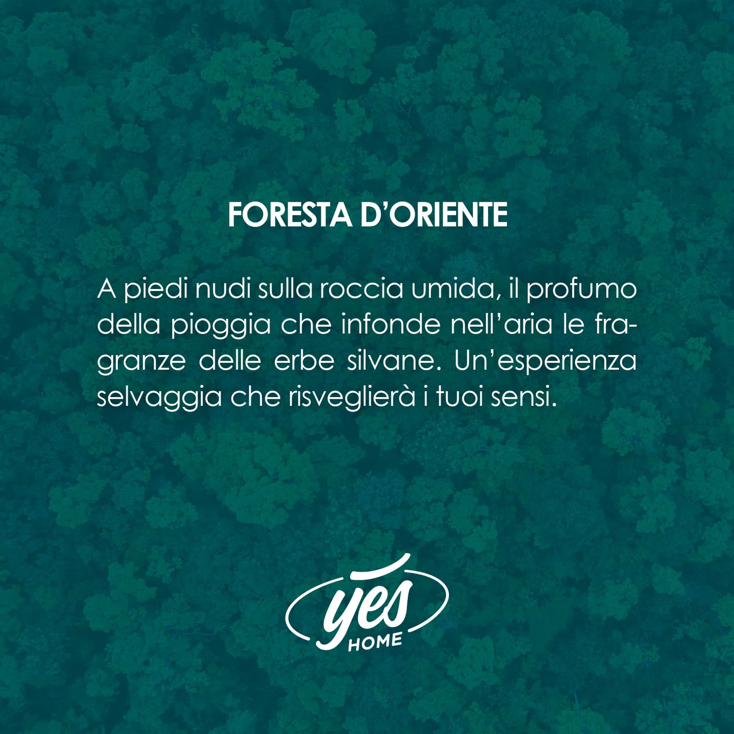 GRANULI PROFUMATI CLASSIC FORESTA D'ORIENTE PER ASPIRAPOLVERE CON SACCO
